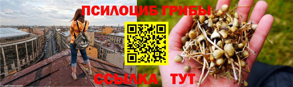Галлюциногенные грибы прущие грибы Мурманск